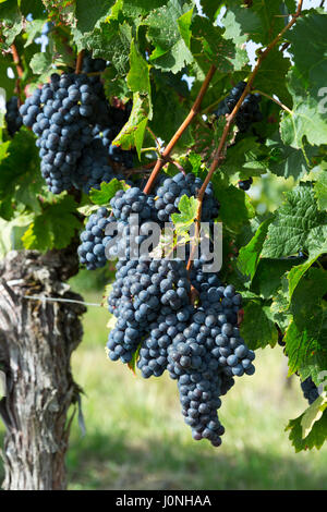 Bunches of ripe Merlot grapes on ancient vine in vineyard in St Emilion region of Bordeaux, France Stock Photo
