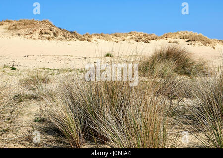 Natural grass and plants on the sand dunes of the Westhoek Dunes, La Panne, Belgium. Stock Photo