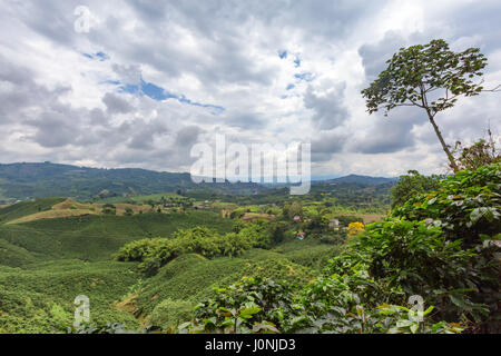 Verdent hills covered in green coffee trees at a plantation near Chinchina, Colombia. Stock Photo