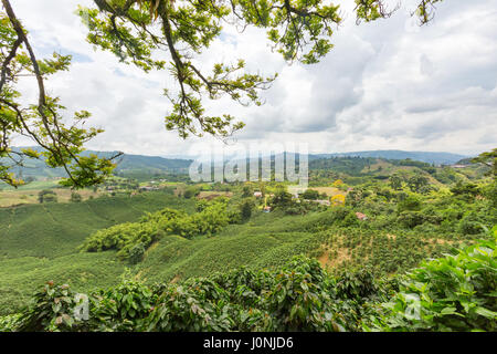 Verdent green coffee plants dot the hillside of a coffee plantation near Chinachina, Colombia. Stock Photo