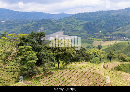 A verdent green valley dotted with newly planted coffee bushes near Chinchina, Colombia. Stock Photo