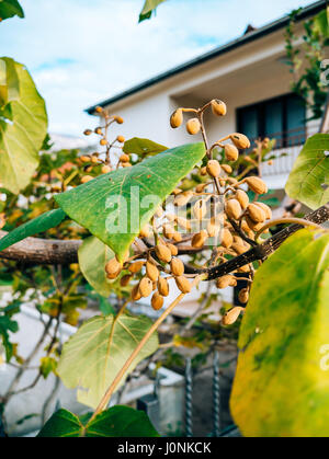 Dry flowers Catalpa on a tree, in the autumn. Plants of Montenegro. Stock Photo