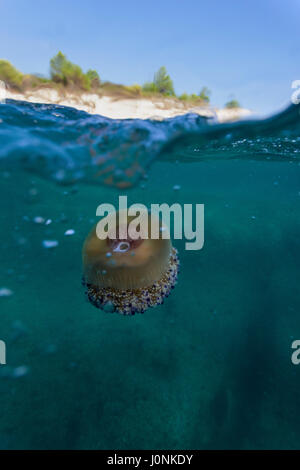 Mediterranean jelly in the Adriatic Sea near Kamenjak peninsula, Croatia Stock Photo