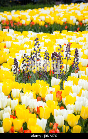 Persian Lilly - Fritillaria persica - amidst a field of Tulips - Tulipa. Stock Photo
