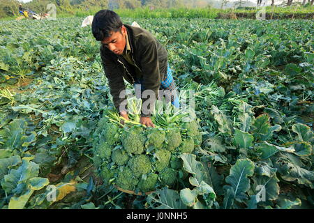 Farmers staking Broccolis for sending them to vegetable market. Keraniganj, Dhaka, Bangladesh Stock Photo