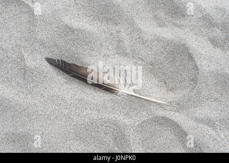 Single gull feather on Cornish beach. Isolated feather. Single feather. Stock Photo