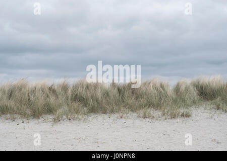 Strip / section of sand dunes with Marram Grass / Ammophila arenaria,  behind sandy beach - mid-Cornwall, UK Stock Photo