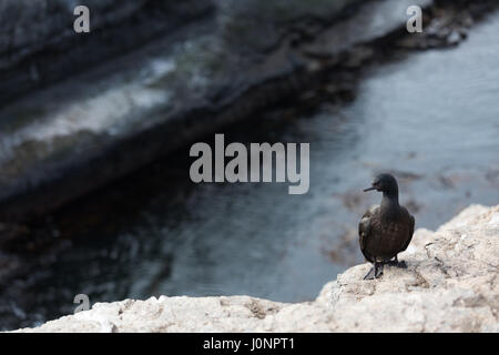 Rock cormorants on Bleaker Island Stock Photo