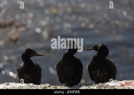 Rock cormorants on Bleaker Island Stock Photo