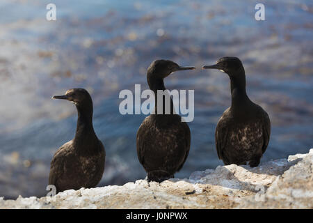 Rock cormorants on Bleaker Island Stock Photo