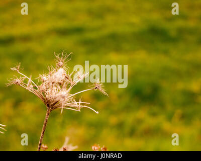 Spindly Dead Plant With Green Blurred Background Up Close Macro, Wisp and breezy blowing in the wind brown dead leaf plant with stems and broken leafs Stock Photo
