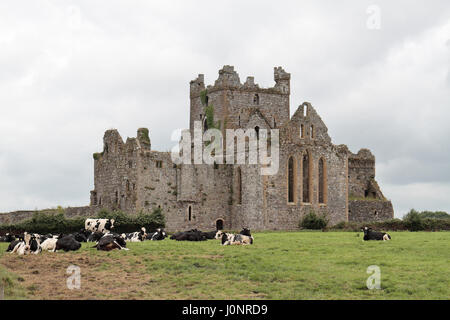 Dunbrody Abbey, a former Cistercian monastery in County Wexford, Ireland, (Eire). Stock Photo