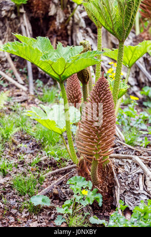 Springtime shoots and leaves, flower spike, spiny petioles of bog plant Gunnera, giant rhubarb, in spring, Ramster Garden, Chiddingfold, Surrey, UK Stock Photo