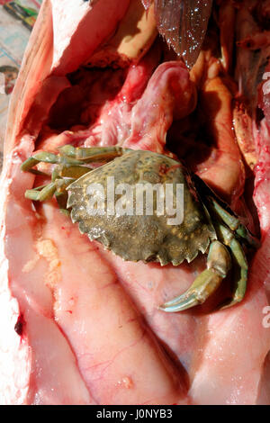 A green crab eaten by a striped bass fish in the stomach upon examination Stock Photo