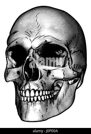 Skull drawing in a retro vintage wood cut etched or engraved style Stock Photo