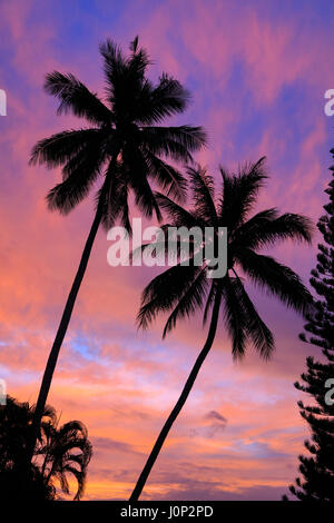 Twin coconut palm tree, sunset, Kaneohe Bay, Oahu, Hawaii Stock Photo