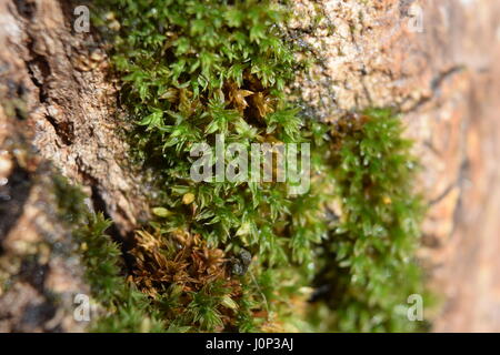 Moss on bark of walnut tree close-up Stock Photo