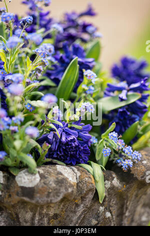 Close up of bluebells and forget-me-not flowers in flower pot Stock Photo