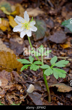 Wild Wood Anemone (Anemone nemorosa) Flowering in October Stock Photo