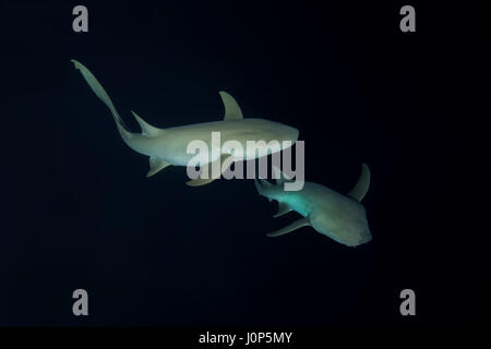 Two Tawny nurse sharks - Nebrius ferrugineus swims in the night, Indian Ocean, Maldive Stock Photo