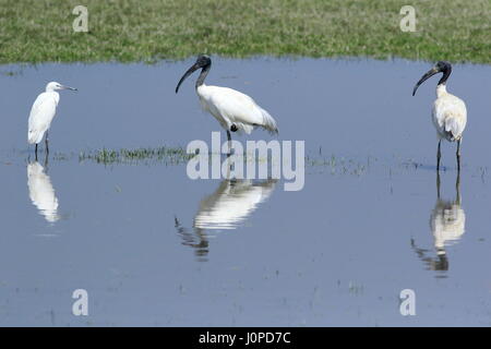 Black-headed Ibis, locally called Kalo Matha Kastechora at at Nijhum Dwip in Hatia. Noakhali, Bangladesh Stock Photo