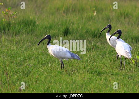 Black-headed Ibis, locally called Kalo Matha Kastechora at at Nijhum Dwip in Hatia. Noakhali, Bangladesh Stock Photo