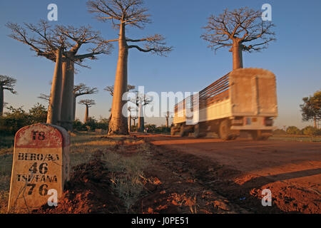 Alley of the Baobabs, north of Morondava, Menabe region, Toliara province, Madagascar: a tree-lined dusty boulevard in the middle of nowhere Stock Photo