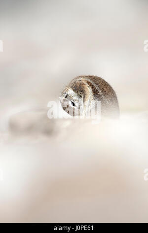 Ground squirrel in Etosha National Park, Namibia Stock Photo