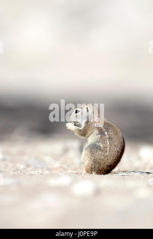 Ground squirrel in Etosha National Park, Namibia Stock Photo