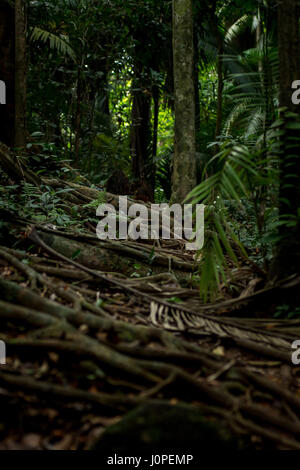 A heavily tree root covered path leads through a dense tropical jungle. Stock Photo