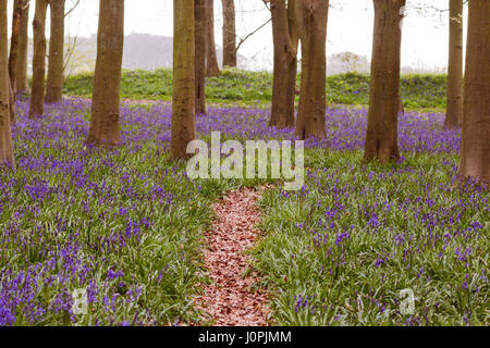 Pathway Through Bluebell Wood, Wiltshire Stock Photo