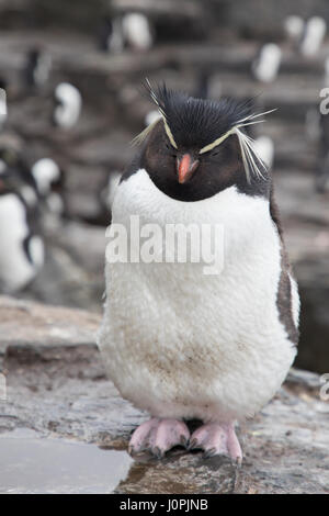 Rockhopper on Bleaker Island Stock Photo