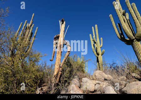 The skeleton or remains of a deceased saguaro cactus, (Carnegiea gigantea), in the foothills of the Santa Catalina Mountains, Sonoran Desert, Catalina Stock Photo