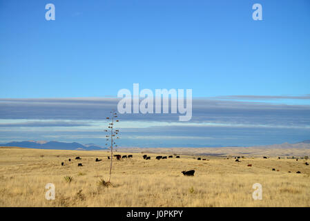 Cattle graze in the grasslands north of Sonoita, Arizona, USA. Stock Photo