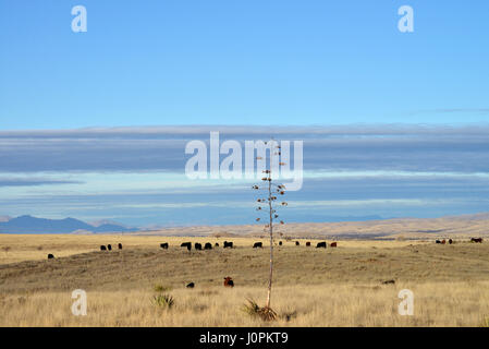 Cattle graze in the grasslands north of Sonoita, Arizona, USA. Stock Photo