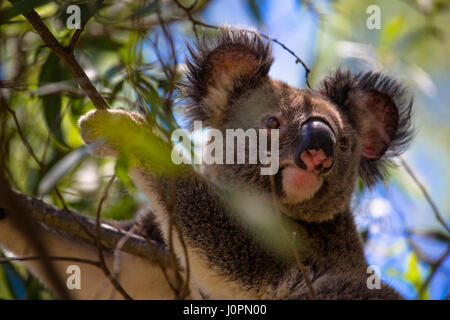 A close of koala bear sitting in an eucalyptus tree, Australia Stock Photo