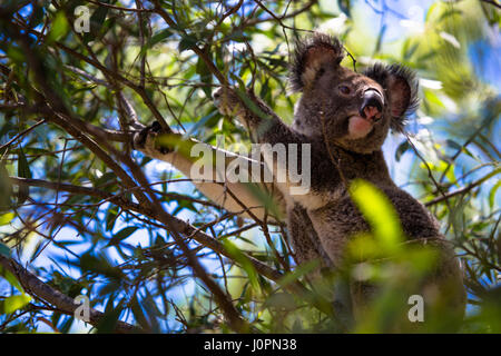 A koala bear climbs up the branch of eucalyptus tree in Australia Stock Photo