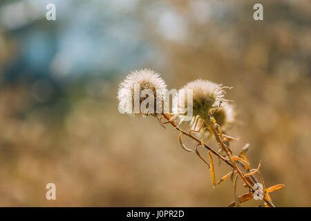 close up of Dandelion flower head on sunset with blurred yellow background at vintage mood Stock Photo