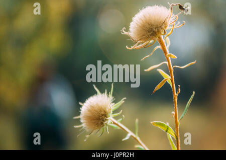 close up of Dandelion flower head on sunset with blurred yellow background at vintage mood Stock Photo