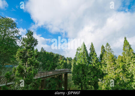 sunny day  in the forest in Alishan taiwan,taichung Stock Photo