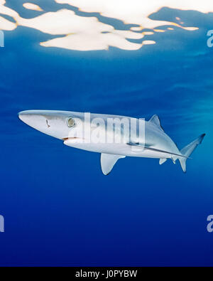 Blue Shark, Prionace glauca, California, USA Stock Photo
