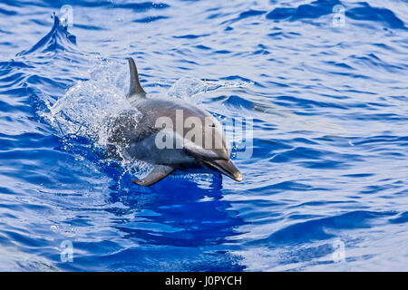 Pantropical Spotted Dolphin, Stenella attenuata, Hawaii, USA Stock Photo