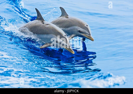 Pantropical Spotted Dolphin, Stenella attenuata, Hawaii, USA Stock Photo