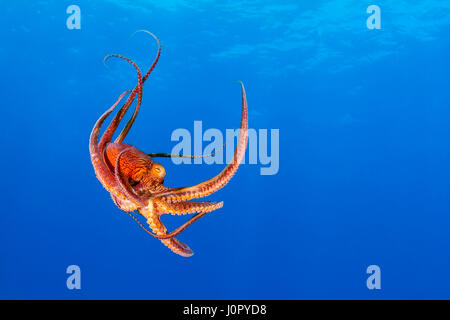 Day Octopus, Octopus cyanea, Hawaii, USA Stock Photo