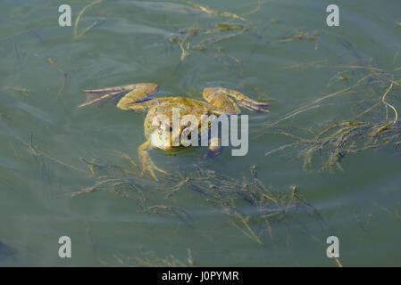 A large green frog swims in the water along the lake Stock Photo