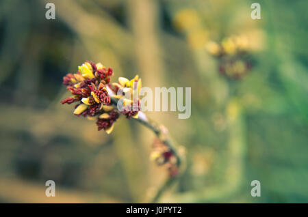 Acer negundo Box elder, boxelder maple, ash-leaved maple flower blooming in early spring Stock Photo