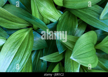 Alpine leek, Allium victorialis Stock Photo