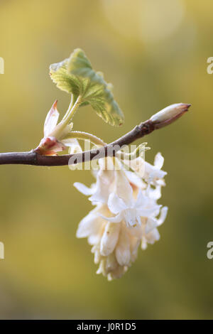 Ribes sanguineum 'White Icicle' Stock Photo