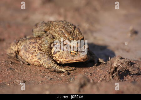 Portrait of a pair of mating Common Toad (Bufo bufo) Stock Photo