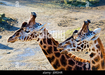 Two giraffes heads Dublin zoo Stock Photo